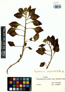 Physochlaina physaloides (L.) G. Don, Siberia, Baikal & Transbaikal region (S4) (Russia)