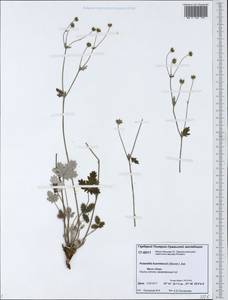 Potentilla chamissonis Hultén, Siberia, Western Siberia (S1) (Russia)