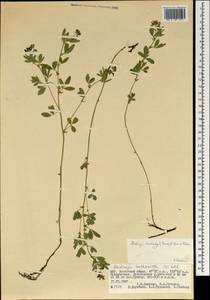 Medicago ruthenica (L.)Ledeb., Mongolia (MONG) (Mongolia)