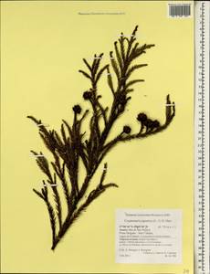 Cryptomeria japonica (Thunb. ex L. f.) D. Don, Africa (AFR) (Portugal)