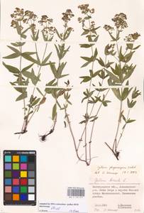 Galium rubioides L., Eastern Europe, Lower Volga region (E9) (Russia)