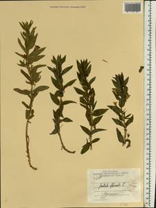 Gratiola officinalis L., Eastern Europe, Central region (E4) (Russia)