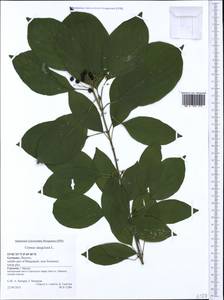 Cornus sanguinea L., Western Europe (EUR) (Germany)