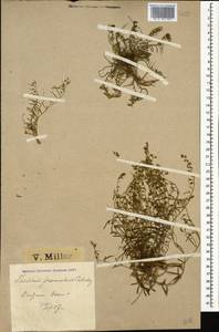 Thesium procumbens C. A. Mey., Caucasus, Krasnodar Krai & Adygea (K1a) (Russia)