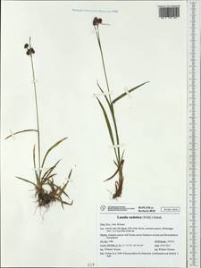 Luzula sudetica (Willd.) Schult., Western Europe (EUR) (Italy)