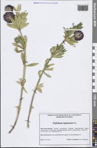 Trifolium lupinaster L., Siberia, Baikal & Transbaikal region (S4) (Russia)