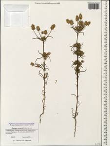 Plantago arenaria Waldst. & Kit., Caucasus, Azerbaijan (K6) (Azerbaijan)