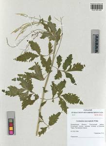KUZ 005 428, Cardamine macrophylla Willd., Siberia, Altai & Sayany Mountains (S2) (Russia)