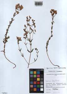KUZ 018 155, Hypericum elegans Steph. ex Willd., Siberia, Altai & Sayany Mountains (S2) (Russia)