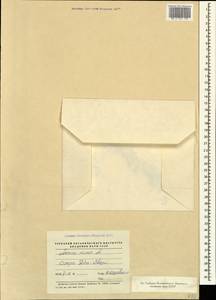 Lemna minor L., Caucasus, Georgia (K4) (Georgia)