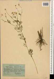 Matricaria chamomilla L., Caucasus, Stavropol Krai, Karachay-Cherkessia & Kabardino-Balkaria (K1b) (Russia)