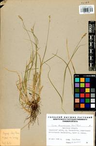 Carex brunnescens (Pers.) Poir., Siberia, Baikal & Transbaikal region (S4) (Russia)