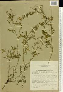 Astragalus clerceanus Iljin & Krasch., Eastern Europe, Eastern region (E10) (Russia)