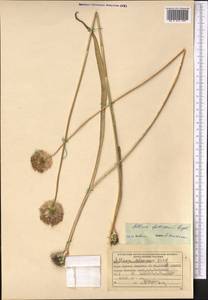 Allium fetisowii Regel, Middle Asia, Northern & Central Tian Shan (M4) (Kyrgyzstan)