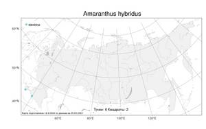 Amaranthus hybridus L., Atlas of the Russian Flora (FLORUS) (Russia)