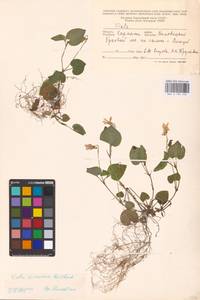 Viola riviniana Rchb., Eastern Europe, West Ukrainian region (E13) (Ukraine)