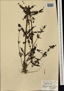 Pedicularis spicata, Siberia, Russian Far East (S6) (Russia)