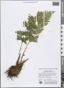 Dryopteris expansa (C. Presl) Fraser-Jenk. & Jermy, Eastern Europe, Northern region (E1) (Russia)