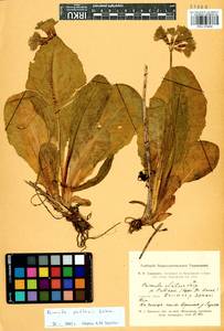 Primula elatior subsp. pallasii (Lehm.) W. W. Sm. & Forrest, Siberia, Altai & Sayany Mountains (S2) (Russia)