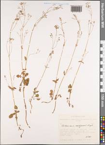 Valeriana martjanovii Krylov, Siberia, Altai & Sayany Mountains (S2) (Russia)