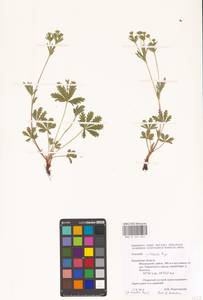 Potentilla thuringiaca Bernh. ex Link, Eastern Europe, Central region (E4) (Russia)