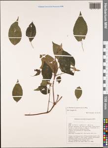Boehmeria japonica (L. fil.) Miq., South Asia, South Asia (Asia outside ex-Soviet states and Mongolia) (ASIA) (Vietnam)