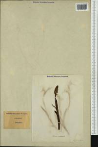 Neotinea ustulata (L.) R.M.Bateman, Pridgeon & M.W.Chase, Western Europe (EUR) (Italy)