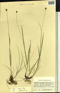 Carex media R.Br., Siberia, Russian Far East (S6) (Russia)