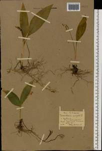 Convallaria majalis L., Eastern Europe, Middle Volga region (E8) (Russia)