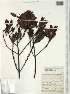 Myrsine asymmetrica (Mez) Ricketson & Pipoly, Australia & Oceania (AUSTR) (New Caledonia)