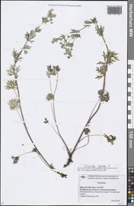 Potentilla argentea L., Eastern Europe, Eastern region (E10) (Russia)