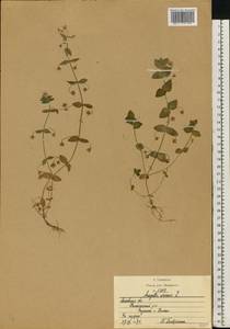 Lysimachia arvensis subsp. arvensis, Eastern Europe, Moscow region (E4a) (Russia)