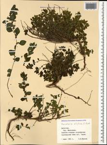 Parietaria judaica L., Caucasus, Dagestan (K2) (Russia)
