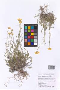 Archanthemis trotzkiana (Claus ex Bunge) Lo Presti & Oberpr., Eastern Europe, Eastern region (E10) (Russia)