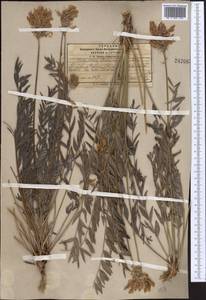 Hedysarum lehmannianum Bunge, Middle Asia, Pamir & Pamiro-Alai (M2)