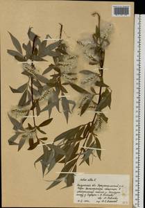 Salix alba L., Eastern Europe, Central region (E4) (Russia)