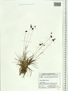 Luzula multiflora subsp. sibirica V. I. Krecz., Siberia, Central Siberia (S3) (Russia)