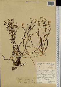 Claytonia acutifolia Pall. ex Willd., Siberia, Russian Far East (S6) (Russia)