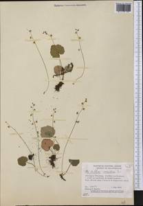 Mitella nuda L., America (AMER) (Canada)