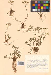 Chrysosplenium flagelliferum F. Schmidt, Siberia, Russian Far East (S6) (Russia)