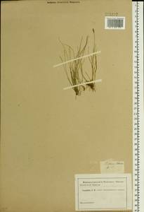 Carex dioica L., Siberia, Baikal & Transbaikal region (S4) (Russia)