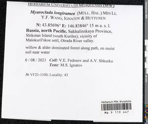 Myuroclada longiramea (Müll. Hal.) Min Li, Y.F. Wang, Ignatov & Huttunen, Bryophytes, Bryophytes - Russian Far East (excl. Chukotka & Kamchatka) (B20) (Russia)