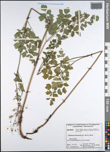 Thalictrum minus subsp. elatum (Jacq.) Stoj. & Stef., Siberia, Central Siberia (S3) (Russia)