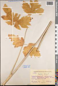 Heracleum sphondylium subsp. sibiricum (L.) Simonk., Eastern Europe, Lower Volga region (E9) (Russia)