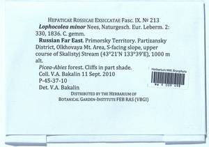 Lophocolea minor Nees, Bryophytes, Bryophytes - Russian Far East (excl. Chukotka & Kamchatka) (B20) (Russia)