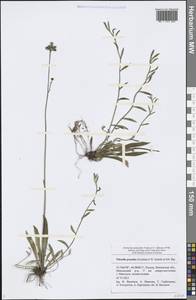 Pilosella piloselloides subsp. praealta (Gochnat) S. Bräut. & Greuter, Eastern Europe, Middle Volga region (E8) (Russia)