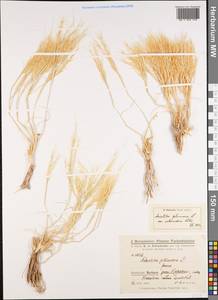 Stipagrostis plumosa (L.) Munro ex T.Anderson, Middle Asia, Pamir & Pamiro-Alai (M2) (Tajikistan)