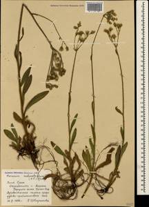 Pilosella echioides subsp. proceriformis (Nägeli & Peter) S. Bräut. & Greuter, Crimea (KRYM) (Russia)