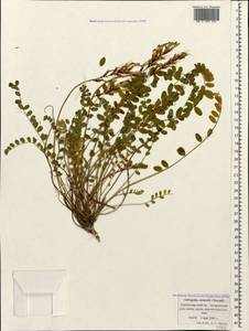 Astragalus somcheticus C. Koch, Caucasus, Black Sea Shore (from Novorossiysk to Adler) (K3) (Russia)
