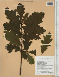 Quercus robur L., Western Europe (EUR) (United Kingdom)